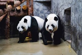 Панды Диндин и Жуи в Московском зоопарке